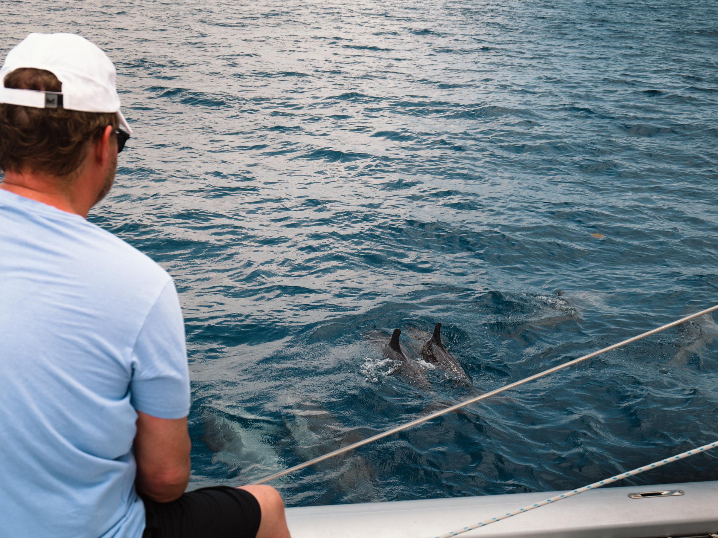 A group of dolphins appearing alongside the boat during a crossing