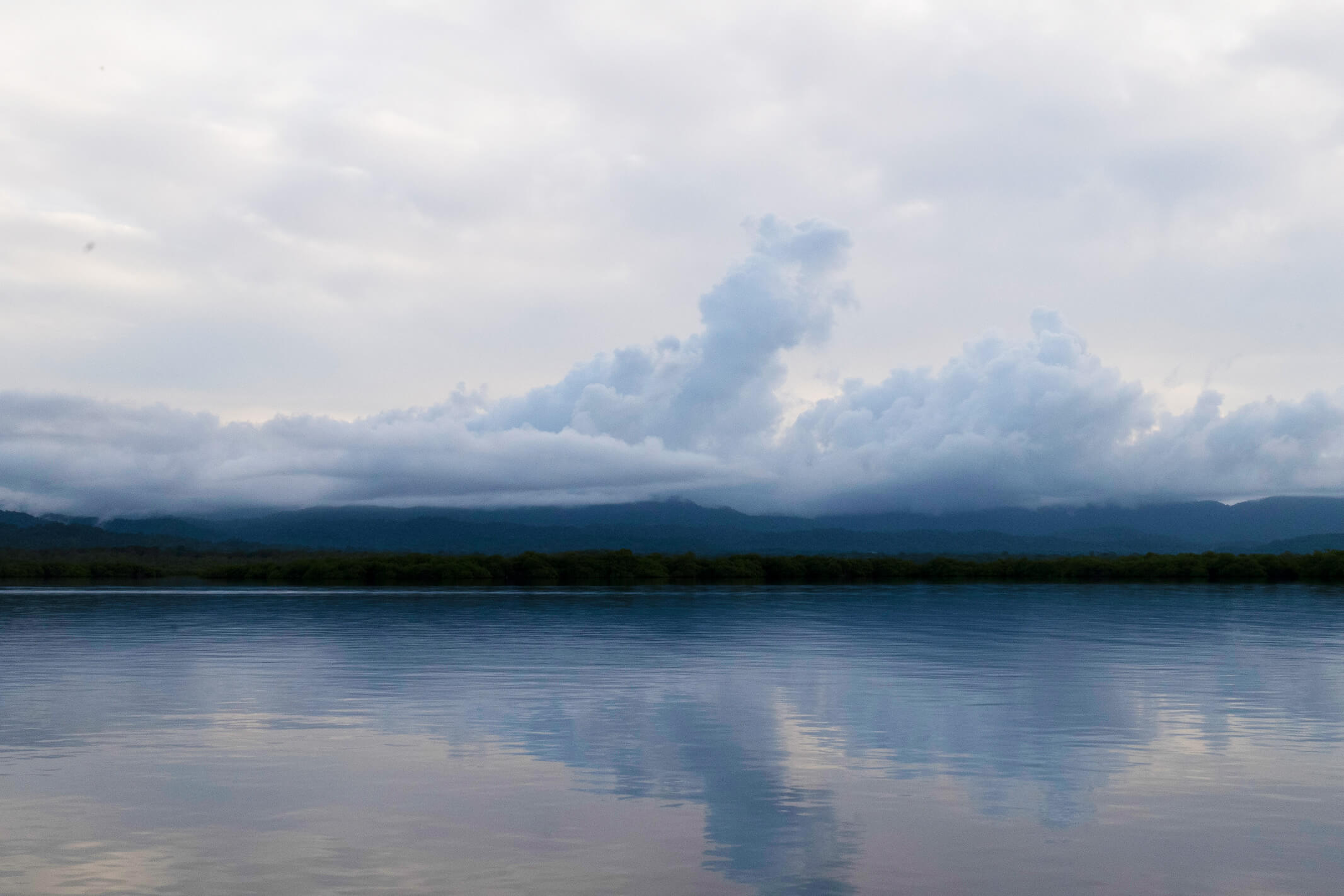 Dense mangrove roots protecting the low-lying coastline of the San Blas Islands from erosion