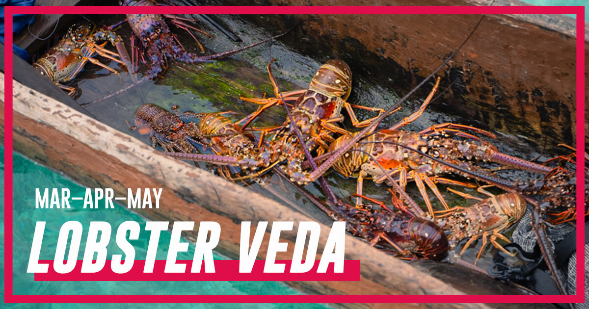 Caribbean spiny lobster underwater in Guna Yala Panama during closed season