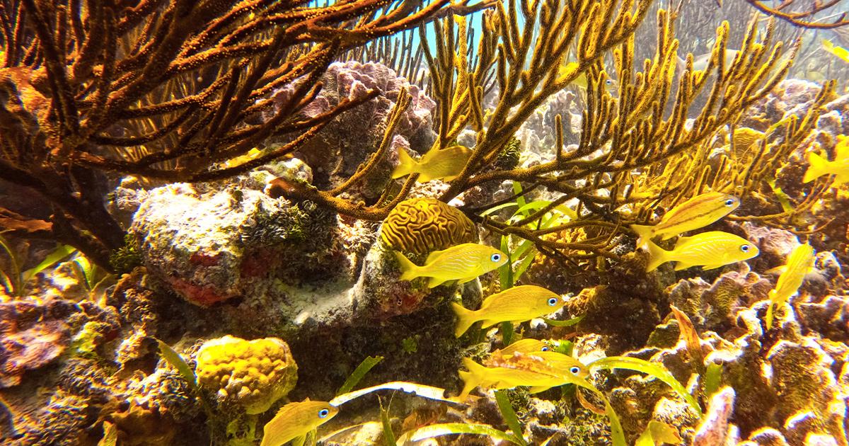 Snorkelling san blas islands