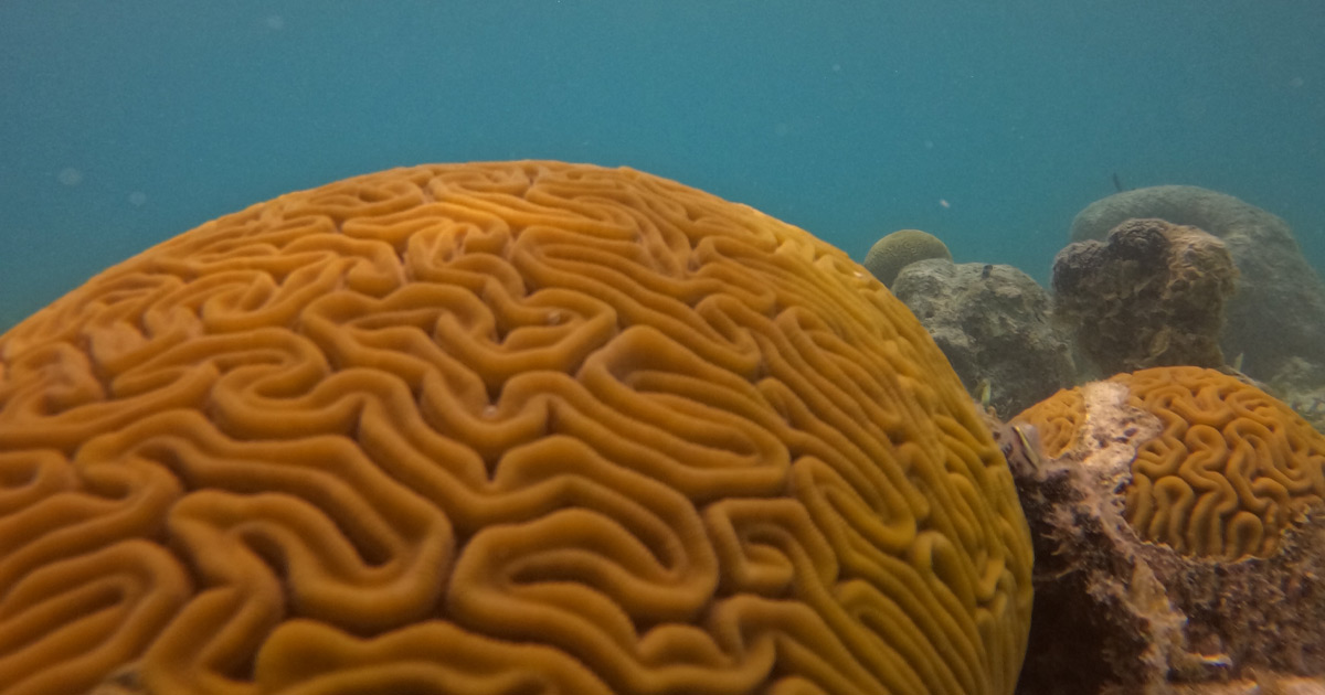Discover the stunning coral reefs of San Blas while sailing the Guna Yala archipelago