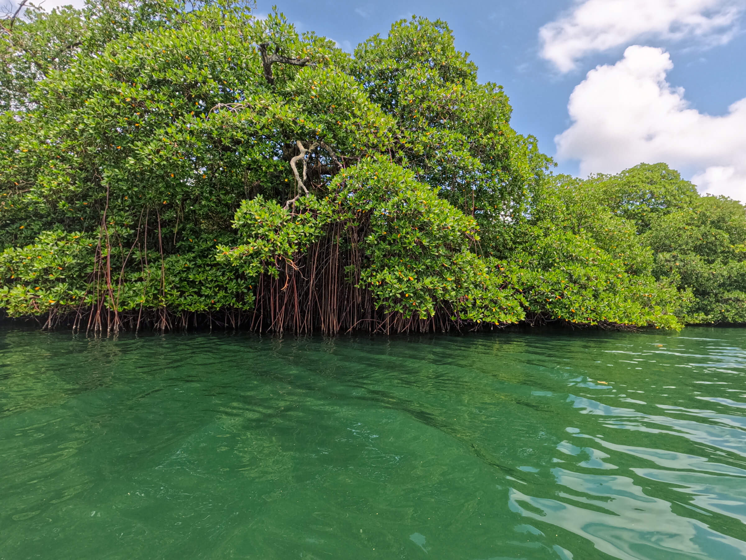 Dense mangrove roots protecting the low-lying coastline of the San Blas Islands from erosion
